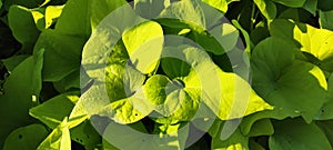 Beautiful light green sweet potato leaves growing in the city park