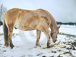 Beautiful light isabella horse in newly fallen snow looking