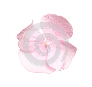 Beautiful light pink hortensia plant floret isolated on white