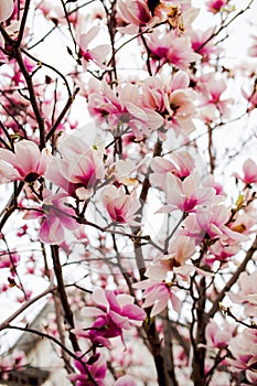 Beautiful light pink magnolia flowers