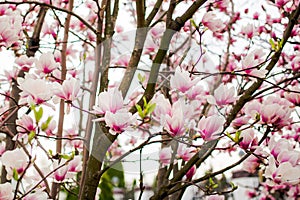 Beautiful light pink magnolia flowers