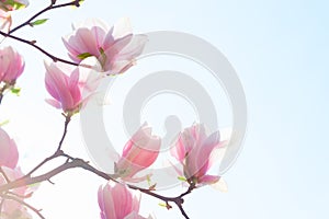 Beautiful light pink magnolia flowers on blue sky background. Low Angle View. Toned image