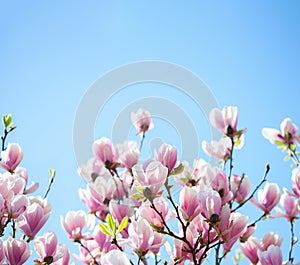 Beautiful light pink magnolia flowers on blue sky background. Shallow DOF