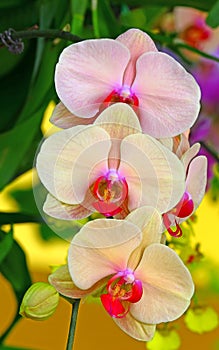 Beautiful light pink orchids in garden