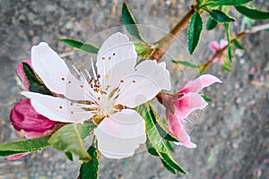 light pink and pink peach flowers on a branch with green leaves in spring in the garden on a blurred gray background