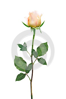 Beautiful Light Pink Rose Flower isolated on white for design