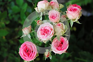 Beautiful light pink rose flowers blooming in garden top view background