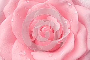 Beautiful light pink rose flowers fresh sweet petal patterns  with water drops for valentine day background