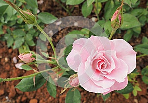 Beautiful light pink rose from top-down angle with some buds and image comes with lipping path around flower photo