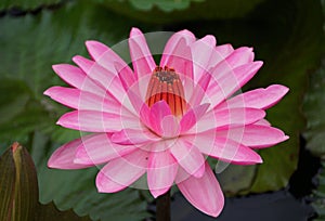 Light pink Tropical night-flowering Waterlily flower