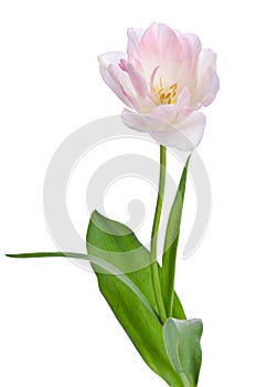 Beautiful light-pink tullip
