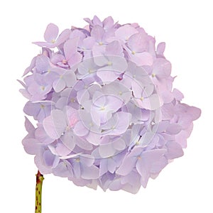 Beautiful Light Purple Hydrangea Flowers on White Background