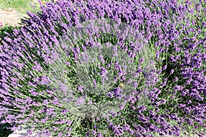 Beautiful light purple lavender plant