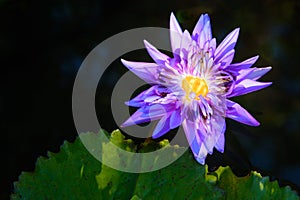 Beautiful light purple lotus flower with leaves in pool