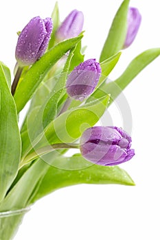 Beautiful light purple tulips with leaves isolated on white background. Spring flowers and plants.Holiday backgrounds photo