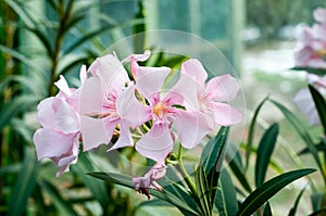 Nerium oleander flowers photo