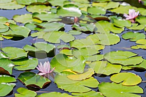 Beautiful light rose water lily or lotus