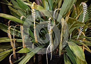 Beautiful light yellow color Dendrochilum Magnum orchids photo