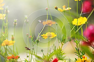 Beautiful light with yellow cosmos flowers field with shallow depth of field use as natural background, backdrop