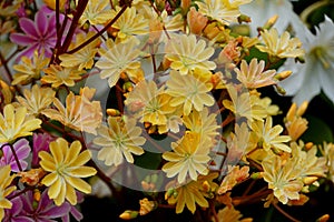 Beautiful light yellow Lewisia Cotyledon flowers of Iceland