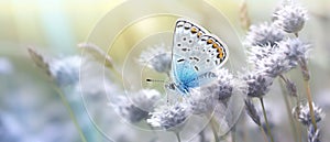 Beautiful_lightblue_butterfly_on_blade_of_grass_on_1690445259824_4
