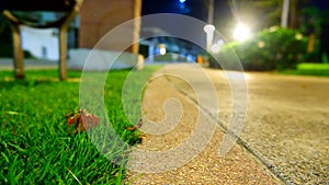 Beautiful lights illuminate the cream-colored park walkway at night.