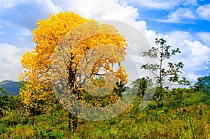 Beautiful lignum vitae tree flowering in the countryside of Panama