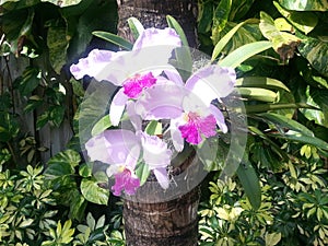 Beautiful Lila Orchid Flower in the Gardens photo