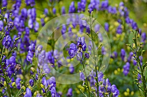 Beautiful lilac aconites close-up, bee on flower. Horizontal photo, selective focus