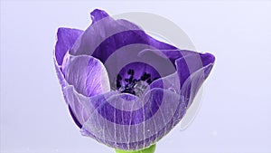 Beautiful lilac anemone flower blooming isolated on a white background. Stock footage. Close up of anemone blossoming