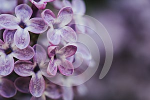 Beautiful lilac bloom, nature background, macro photography of flowers