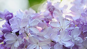 Beautiful lilac blooming natural background