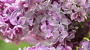 Beautiful lilac blooming natural background