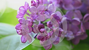 Beautiful lilac blooming natural background