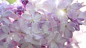 Beautiful lilac blooming natural background