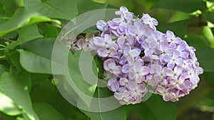 Beautiful lilac blooming natural background