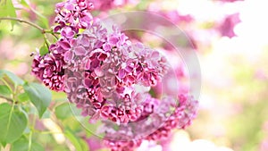 Beautiful lilac blossoming in sunlights. Floral concept