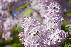 Beautiful lilac blossoms