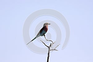Beautiful Lilac-breasted Roller, Coracias caudata, Namibia