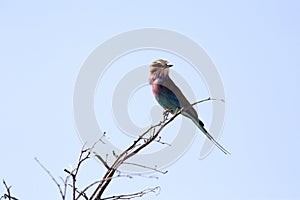 Beautiful Lilac-breasted Roller, Coracias caudata, Namibia