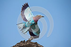 Beautiful lilac breasted roller take off from a perch to hunt in