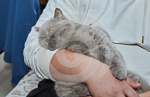 Beautiful Lilac British Cat Being Held by Hands in a Cozy Home Setting