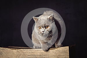 A beautiful Lilac British Shorthair cat on a stool