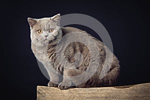 A beautiful Lilac British Shorthair cat on a stool