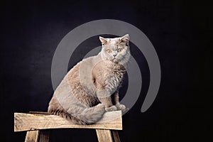 A beautiful Lilac British Shorthair cat on a stool