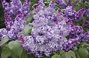 Beautiful lilac bush