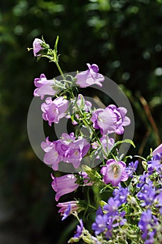 Beautiful lilac color.