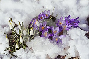 Beautiful lilac crocuses flowers in the snow. Flowering of the first snowdrops. Close-up. Top view. Background. Landscape