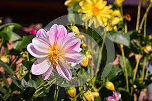 beautiful lilac dahlia flower on a background of flowers