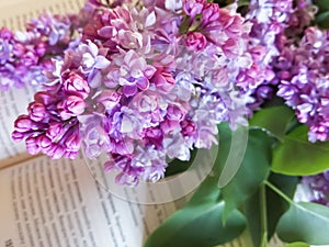 A beautiful lilac flower over a revealed book. Book and flowers. Poetry and romance. Flowers with books. Lilac and book.